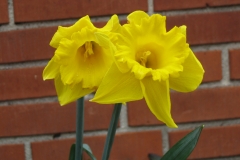 2010-05-01_rodede_billeder_137