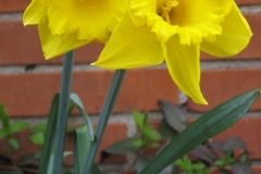 2010-05-01_rodede_billeder_138