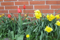 2010-05-01_rodede_billeder_158