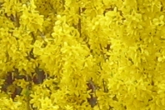 foraa12