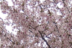 foraar5