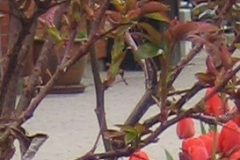 foraar9